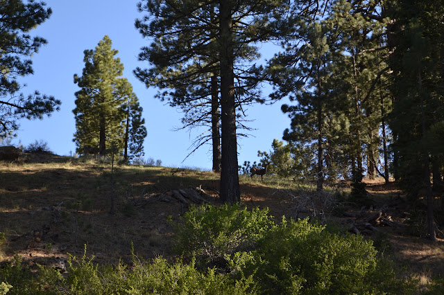 two deer on the ridge, left one hard to see in front of a tree