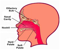 FISIOLOGI DASAR MANUSIA: Februari 2015