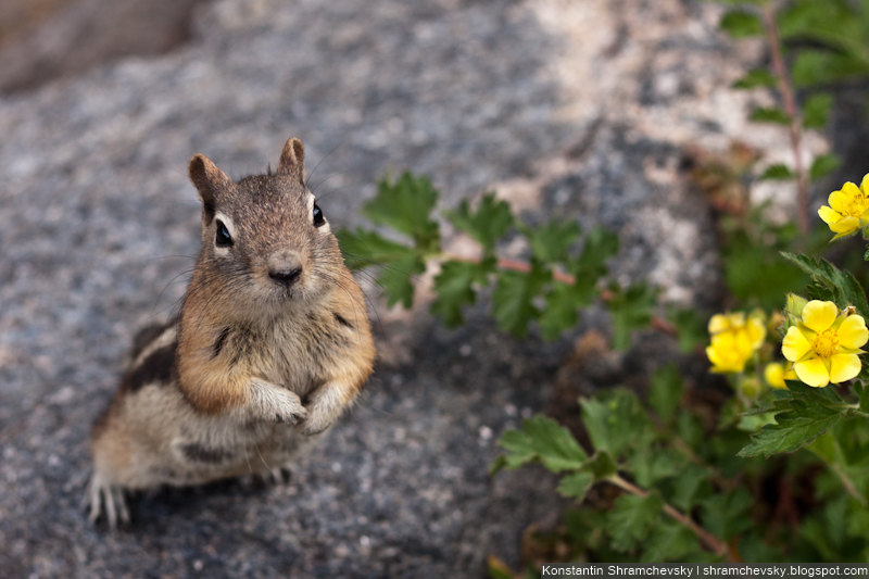 Chipmunk squirrel mountains colorado Бурундук Горы Колорадо