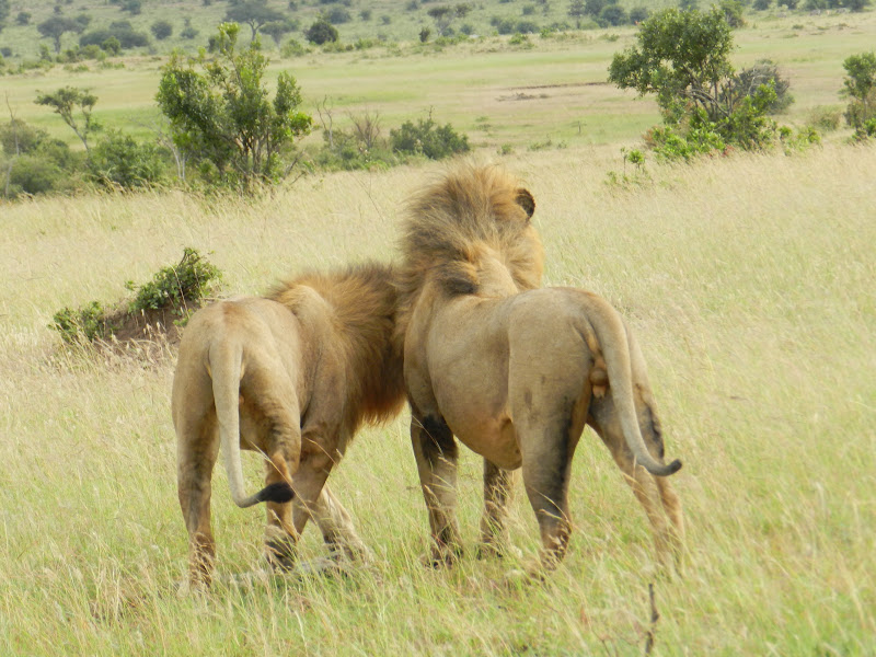 De safari: MAASAI MARA - KENYA: safari y playas del Índico (5)