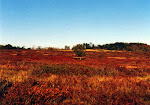 Big Meadows, just off Skyline Drive, Shenandoah National Park in Virginia.