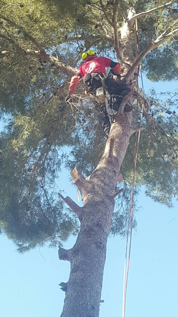 EVALUACIÓN DE LAS PUDRICIONES EN TRONCOS Y RAMAS EN UN ÁRBOL – Jardines sin  fronteras