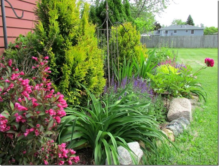 Perennial Garden Blooms in my Backyard