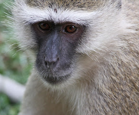 Vervet Monkey, Botswana