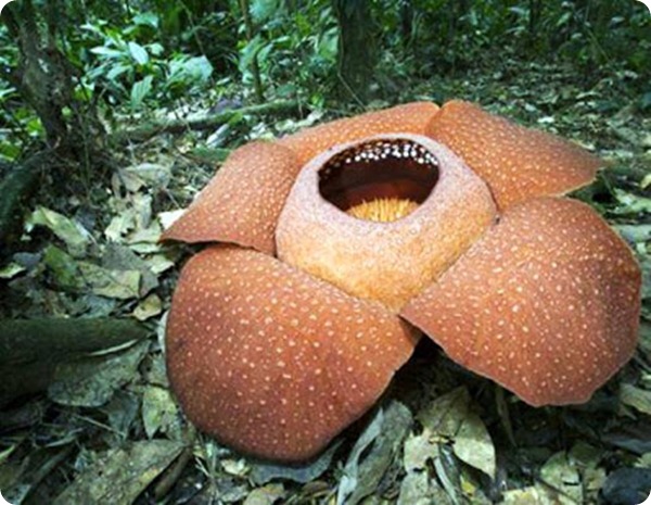 Rafflesia arnoldii 6