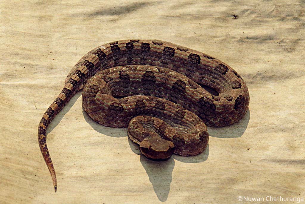 Hump-nosed Pit Viper