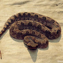 Hump-nosed Pit Viper