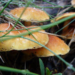 Frozen mushrooms (262676)
