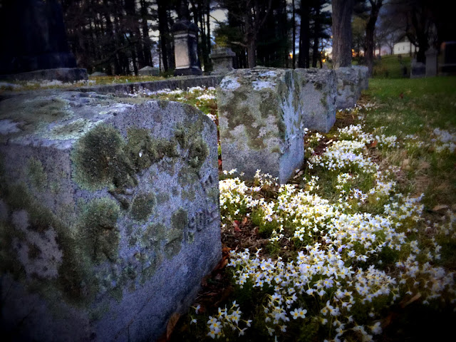 The cemetery's blue glow at dusk