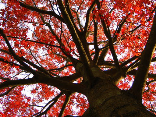 tree_and_his_read_leafs_by_rockmylife-d31xr78-2013-11-18-07-45.jpg