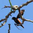 Chestnut Munia