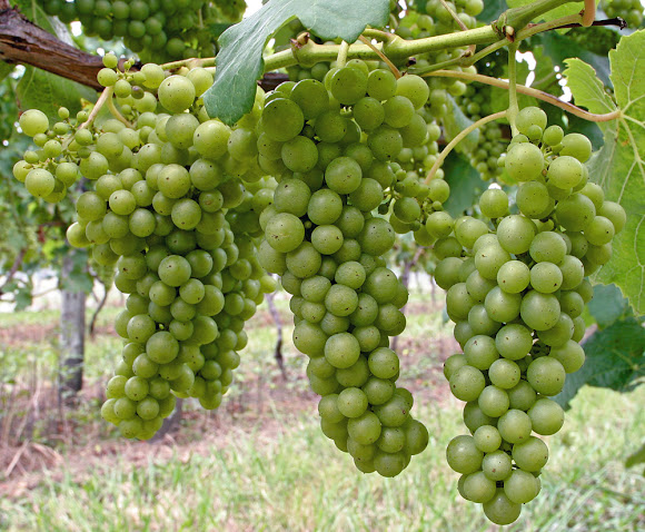 Sauvignon Blanc