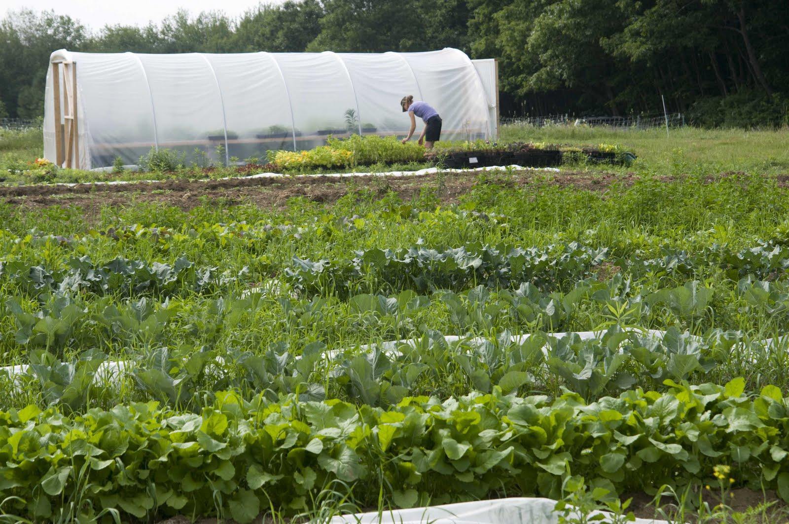 Green Spark Farm, Cape