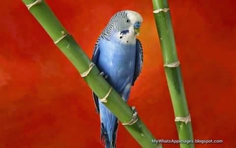 Sweet Birds Images For Share