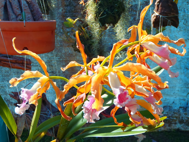 Cattleya (Laelia) grandis PB130139