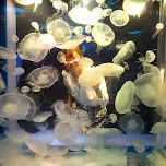 fumie and her jellyfish in Shinagawa, Japan 