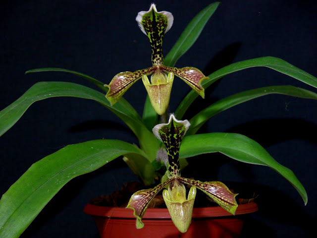 Paphiopedilum villosum und seine Varietäten DSCN0045