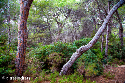 Resultado de imagen para imagenes de bosque la marquesa