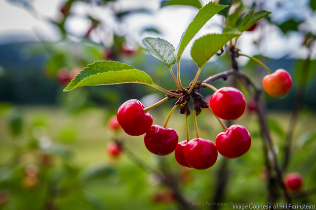 Hill Farmstead Releasing Flora Cherry 6/20