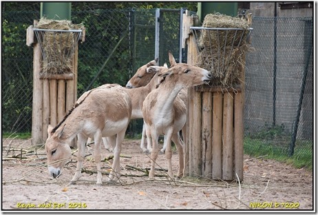 Chester Zoo - October