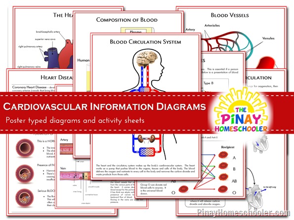 Circulatory System Learning Materials