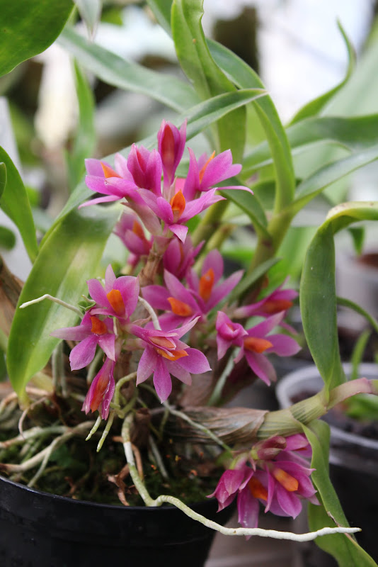 Dendrobium Hibiki (laevifolium x bracteosum) IMG_3519