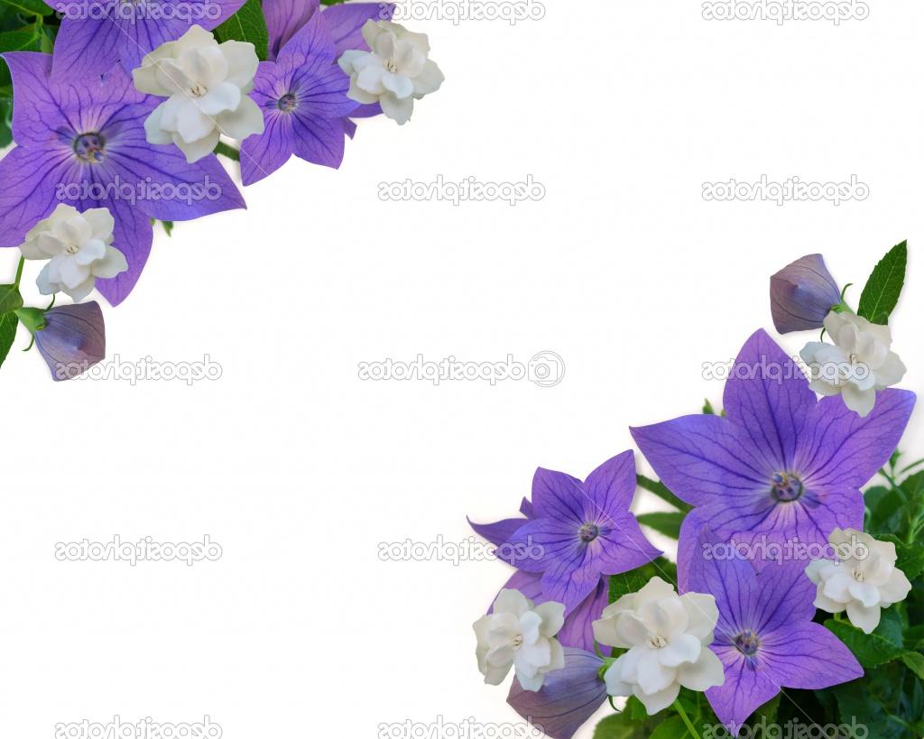 Purple and white gardenia