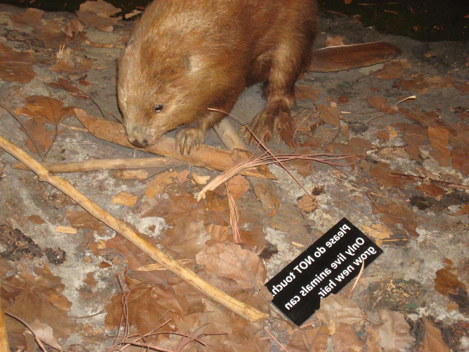 That sign says    Please do NOT touch. Only live animals can grow new hair.   