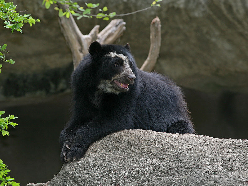 파일:external/upload.wikimedia.org/800px-Spectacled_Bear_Barquisimeto.jpg