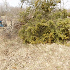 Click to Expand Owen pulls off a tree that has been cut down.