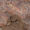 Pseudoscorpions