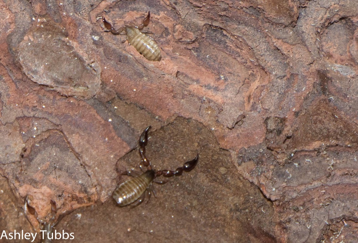 Pseudoscorpions