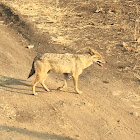 Golden Jackal