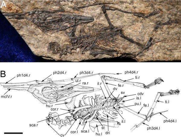 파일:external/www.palaeocritti.com/Nemicoloperus_fossil.jpg