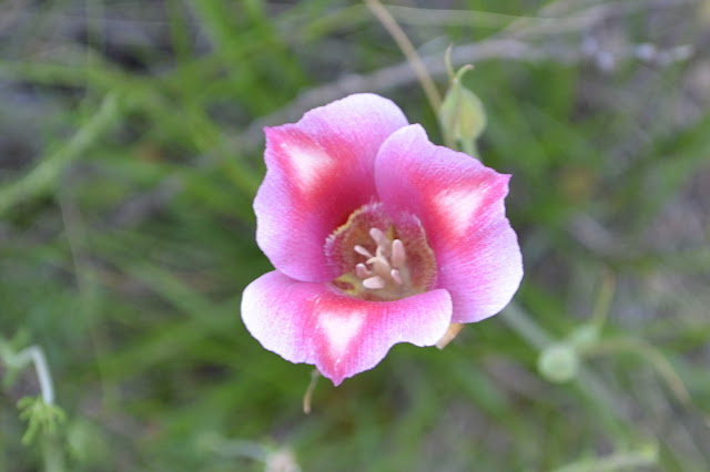 pink Mariposa lily