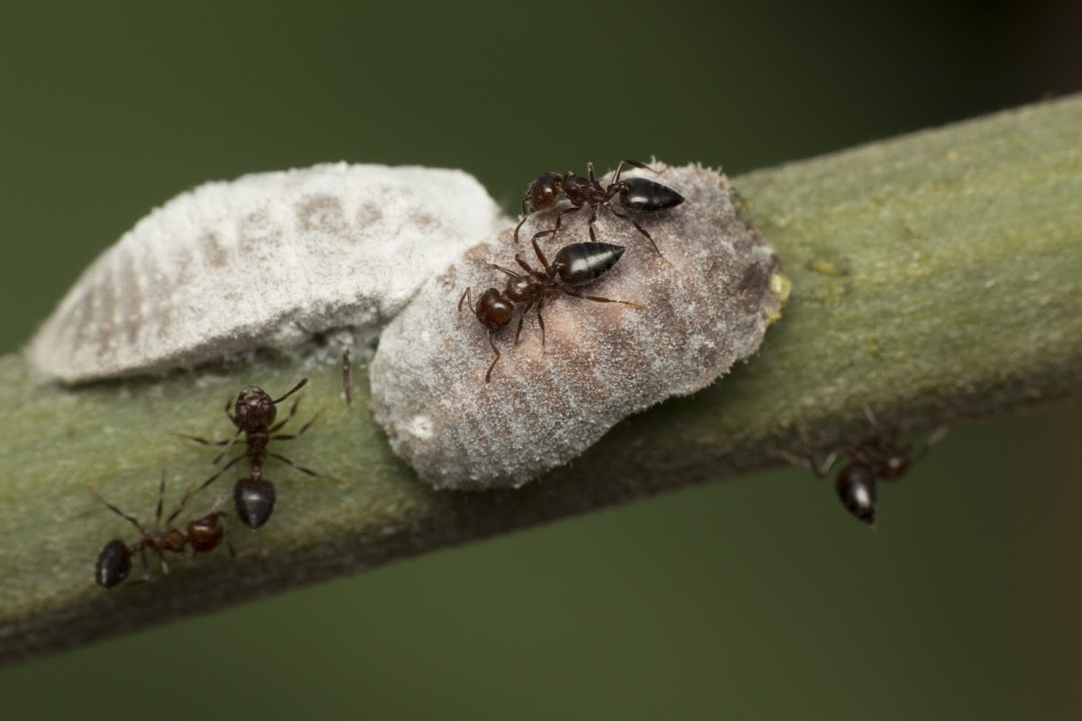 Ants feeding on Scale insect