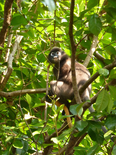 Blog de voyage-en-famille : Voyages en famille, Pulau Besar, ne rien faire et en être fier !