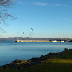 Sea gulls. DSC_5553.jpg
