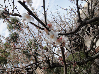 Close up of blooming sakura