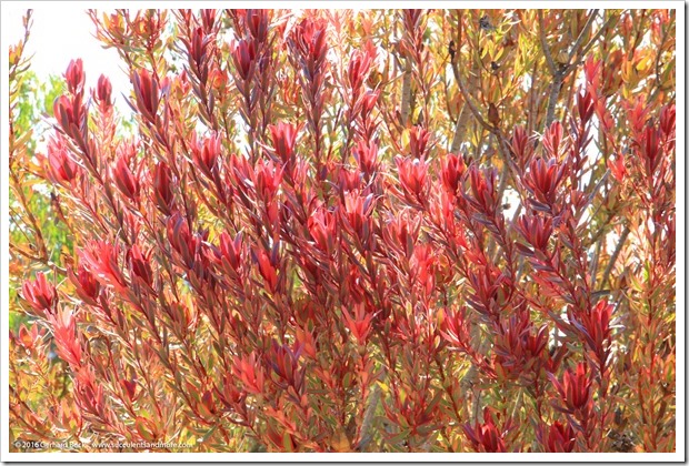 160813_UCSC_Arboretum_Leucadendron-Safari-Sunshine_001