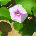 Beach Morning Glory, Bayhops, Goat's Foot