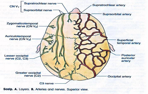 Scalp перевод