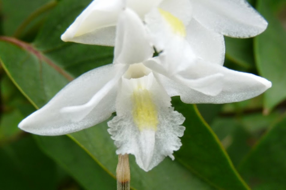 Dendrobium crumenatum P1430019