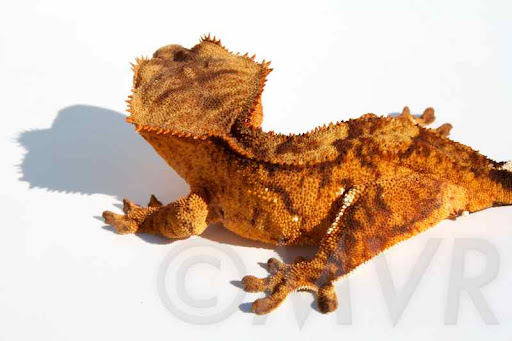 Crested Gecko Morph Chart