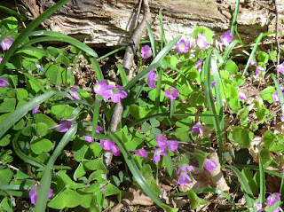 CIMG7898 Wood sorrel (violet flowers), Ledgers Wood