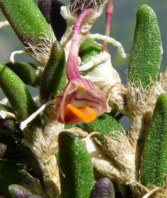 Dendrobium lichenastrum P1430144