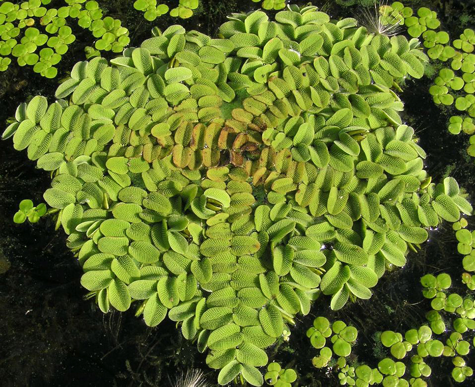 Сальвиния врожденная (Salvinia adnata)