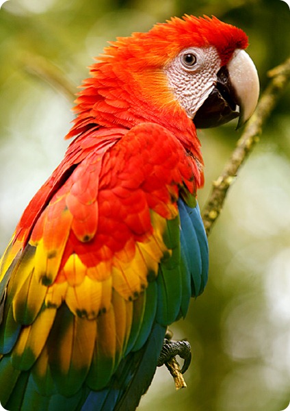 guacamayo rojo