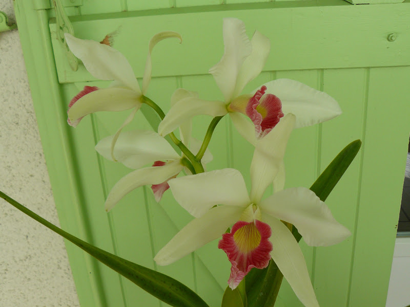 Cattleya (Laelia) purpurata f. carnea P1050707