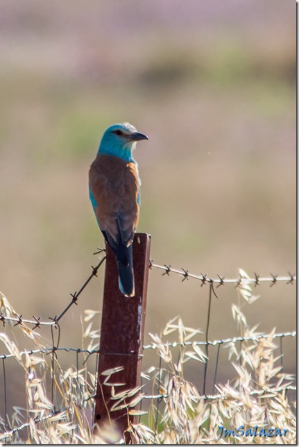 2016jun02-Llanos de Cáceres y Montfragüe-9004